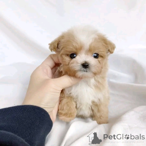 Photo №1. maltipu - for sale in the city of Berlin | 471$ | Announcement № 137804