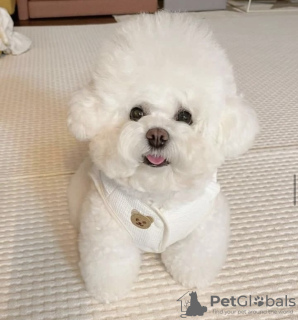 Photo №1. bichon frise - for sale in the city of Reykjavík | 528$ | Announcement № 99419