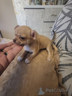 Additional photos: Female Chihuahua