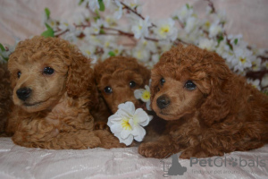 Photo №2 to announcement № 10664 for the sale of poodle (toy) - buy in Ukraine breeder