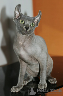 Photo №4. I will sell sphynx cat in the city of Dubai.  - price - 1000$