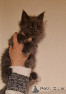Photo №2 to announcement № 145311 for the sale of maine coon - buy in Germany private announcement