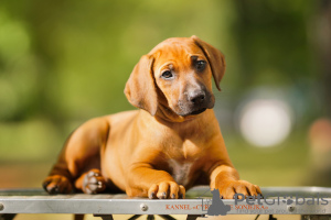 Photo №2 to announcement № 72846 for the sale of rhodesian ridgeback - buy in Belarus private announcement