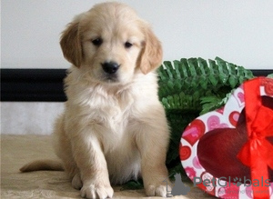 Photo №1. golden retriever - for sale in the city of Антверпен | 235$ | Announcement № 132387