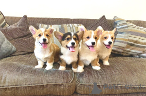 Photo №1. welsh corgi - for sale in the city of Monaco | negotiated | Announcement № 176178