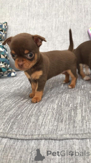 Photo №2 to announcement № 168263 for the sale of chihuahua - buy in Sweden private announcement, breeder