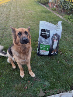 Photo №2 to announcement № 169113 for the sale of german shepherd - buy in Finland private announcement