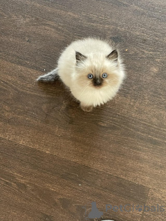 Photo №3. Two Lovely Ragdoll kittens for sale. Germany