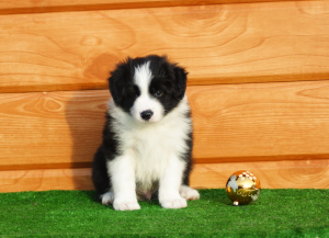 Photo №2 to announcement № 5150 for the sale of border collie - buy in Russian Federation private announcement