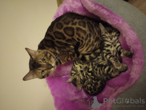 Photo №1. bengal cat - for sale in the city of Баку | negotiated | Announcement № 73553