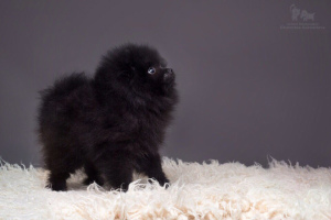 Photo №1. pomeranian - for sale in the city of Tutaev | negotiated | Announcement № 1641