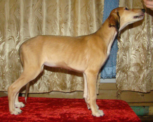 Photo №2 to announcement № 4375 for the sale of saluki - buy in Russian Federation breeder