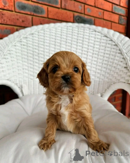 Photo №3. Cavapoo-Welpen zur Adoption. Germany