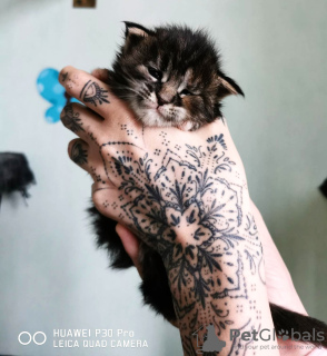 Photo №1. maine coon - for sale in the city of Дрезден | 740$ | Announcement № 42476