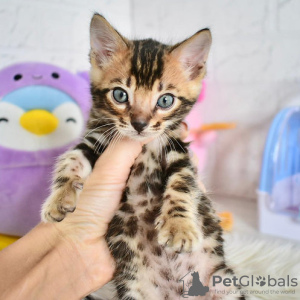 Photo №2 to announcement № 124261 for the sale of bengal cat - buy in Ireland 