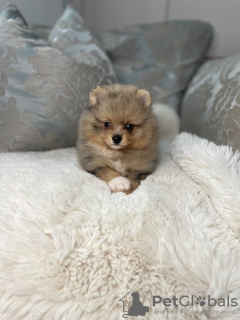 Additional photos: pomeranian