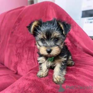 Photo №2 to announcement № 159979 for the sale of yorkshire terrier - buy in Lithuania private announcement