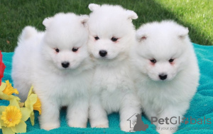 Photo №1. samoyed dog - for sale in the city of Kishinev | negotiated | Announcement № 124382