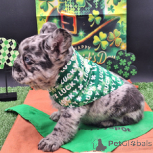 Photo №1. french bulldog - for sale in the city of Munich | negotiated | Announcement № 166023