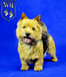 Photo №1. norwich terrier - for sale in the city of Moscow | Negotiated | Announcement № 4474
