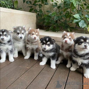 Photo №1. siberian husky - for sale in the city of Louisville | 400$ | Announcement № 129571