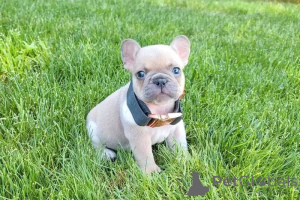Photo №1. french bulldog - for sale in the city of Warsaw | negotiated | Announcement № 162453