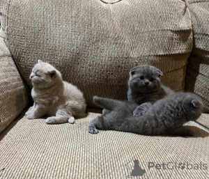 Photo №2 to announcement № 140156 for the sale of scottish fold - buy in United States private announcement