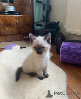 Photo №1. birman - for sale in the city of Berlingrod | 329$ | Announcement № 150494