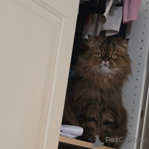 Photo №1. persian cat - for sale in the city of Helsinki | 723$ | Announcement № 169156