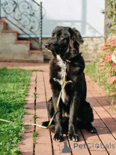 Photo №1. non-pedigree dogs - for sale in the city of Moskova | Is free | Announcement № 176860