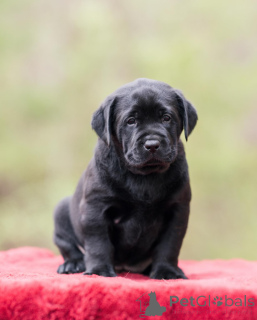 Photo №3. Purebred Labrador, puppy for adoption, Lab puppies near me, sweet black puppy,. United Kingdom