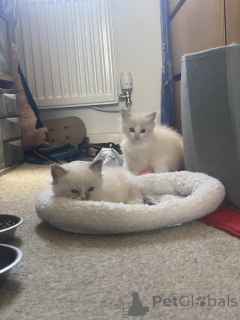 Photo №1. ragdoll - for sale in the city of Antwerp | Is free | Announcement № 153884