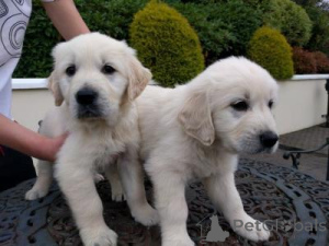 Photo №1. labrador retriever - for sale in the city of 'S-hertogenbosch | negotiated | Announcement № 169005