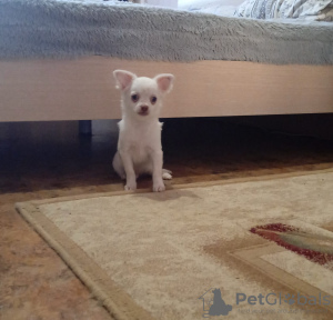 Additional photos: Chihuahua puppy (boy)