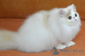 Additional photos: Pure persian