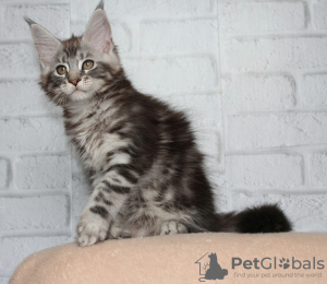 Photo №1. maine coon - for sale in the city of Yaroslavl | Is free | Announcement № 9612