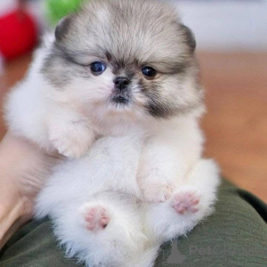 Photo №2 to announcement № 162130 for the sale of  - buy in Russian Federation 