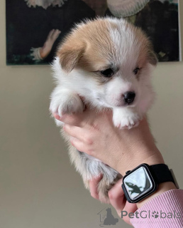 Photo №2 to announcement № 155808 for the sale of welsh corgi - buy in Germany breeder