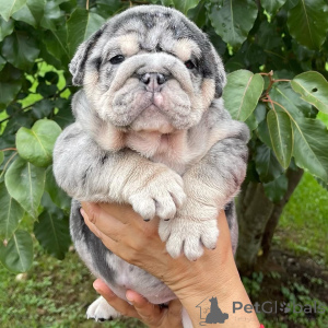 Photo №2 to announcement № 142156 for the sale of  - buy in Ukraine 