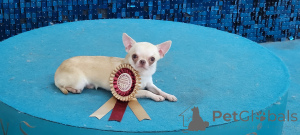 Photo №3. Chihuahua boy adult. Russian Federation