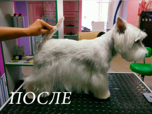 Photo №1. Service of the groomer in the city of Shakhtinsk. Price - 20$. Announcement № 419