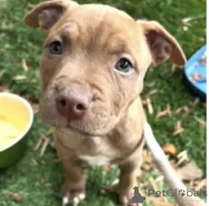 Photo №1. american pit bull terrier - for sale in the city of Alabama | negotiated | Announcement № 168867