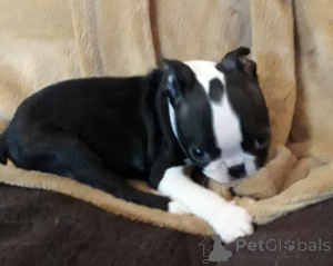 Photo №3. Boston Terrier Puppies. Denmark