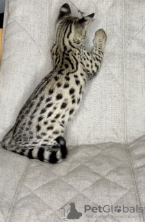Photo №4. I will sell savannah cat in the city of Москва. from nursery - price - 13108$