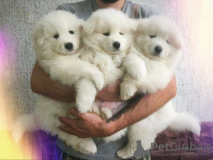 Additional photos: It is proposed to mate a Samoyed male.