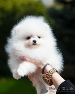 Photo №2 to announcement № 133893 for the sale of pomeranian - buy in Netherlands private announcement