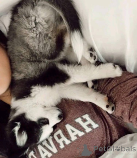 Photo №2 to announcement № 161317 for the sale of  - buy in United States 