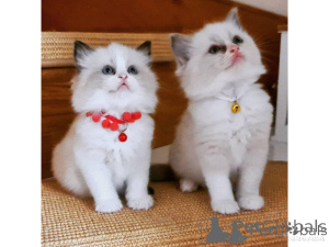 Photo №1. ragdoll - for sale in the city of Alicante | negotiated | Announcement № 176431
