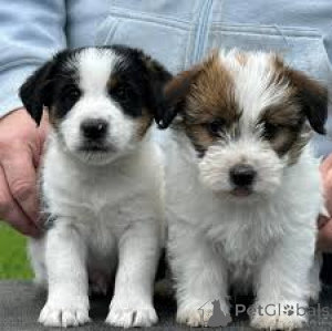 Photo №1. jack russell terrier - for sale in the city of Paris | 723$ | Announcement № 160964