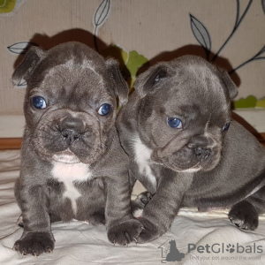 Photo №1. french bulldog - for sale in the city of Birkirkara | 634$ | Announcement № 85903
